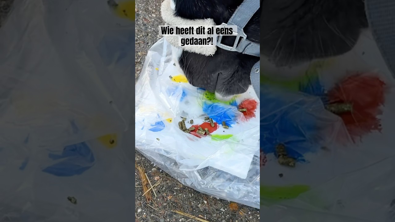 Schilderen met je paard, wie heeft het al gedaan?!