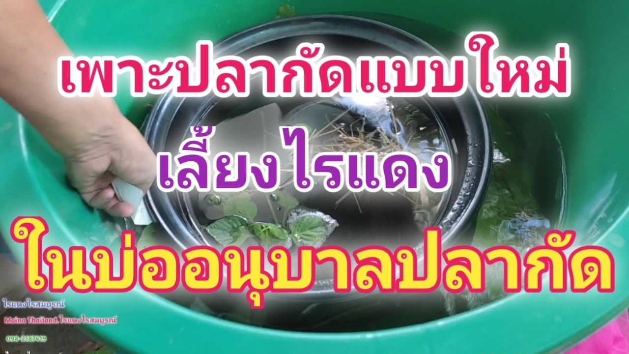 เพาะปลากัดเลี้ยงไรแดงในบ่ออนุบาลลูกปลากัด#ปลากัดไทย