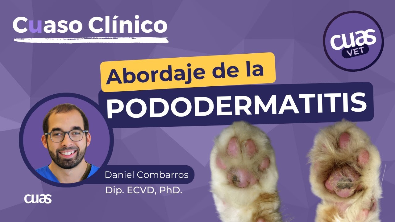 Pododermatitis Plasmocitaria en Gatos 🐈 para Veterinarios, abordaje, protocolo y diagnóstico
