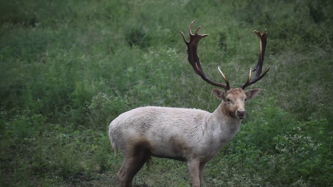 Trophy Fallow! South Texas Exotic Hunting