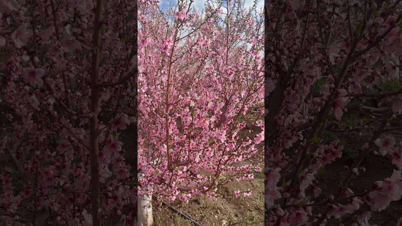 Bir Ağaç Çiçek Açtı… İçimde Bahar Başladı 🌸