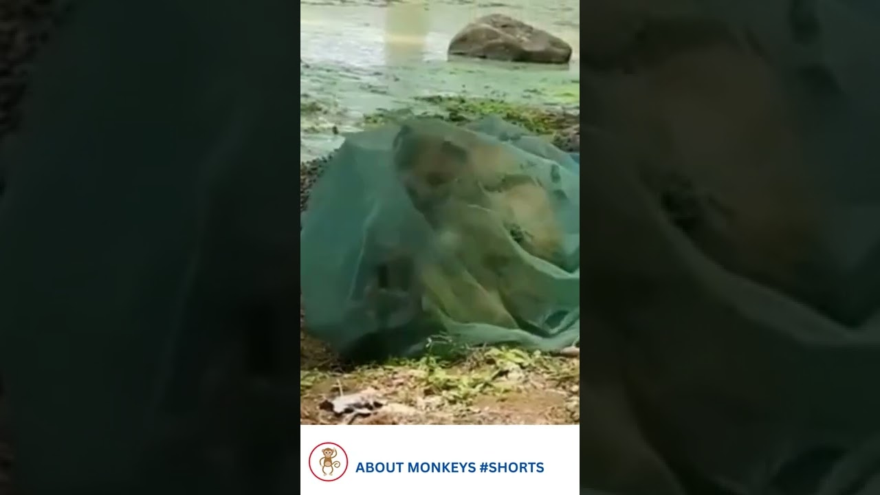 Baby monkey trapped in the net #shorts