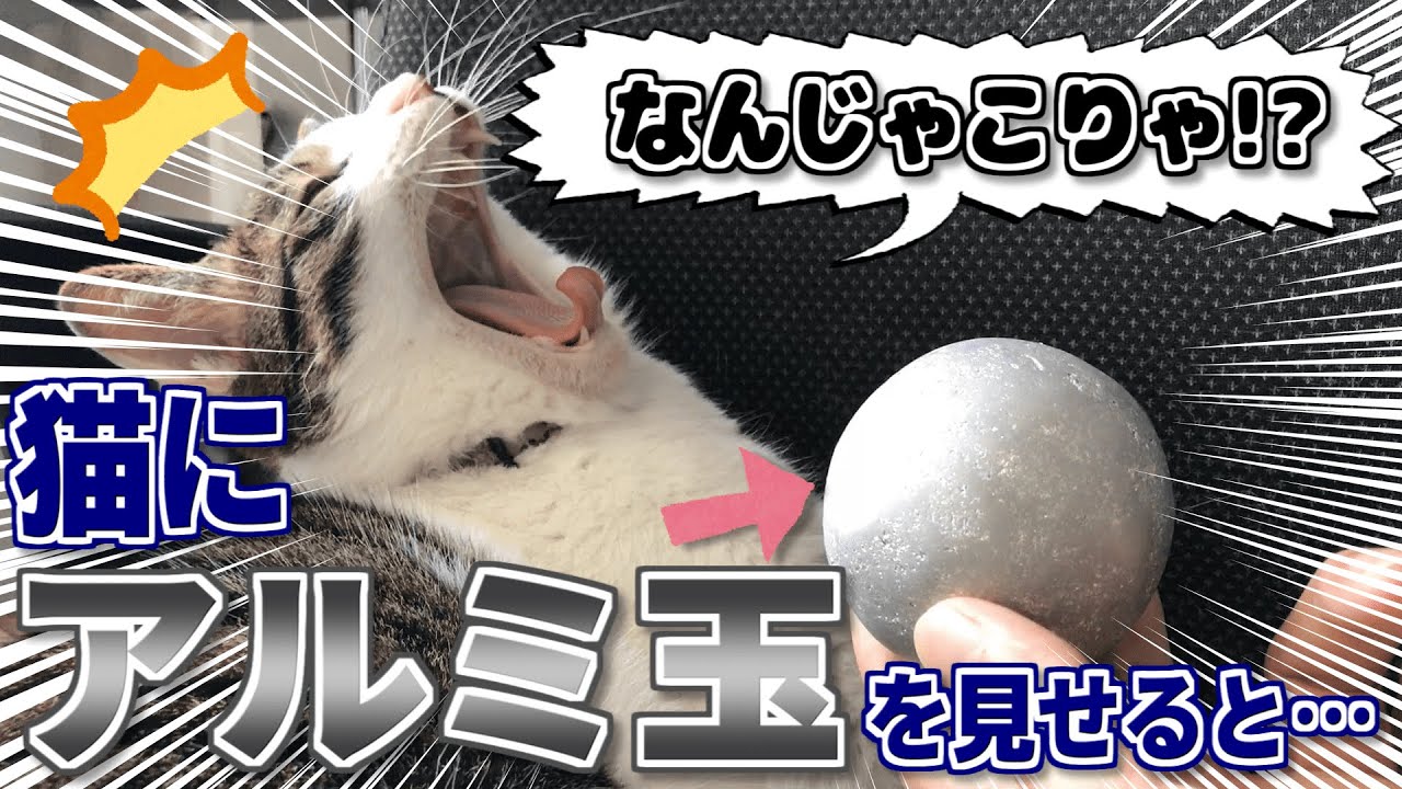 アルミホイルで鉄球をつくって猫と遊んでみた