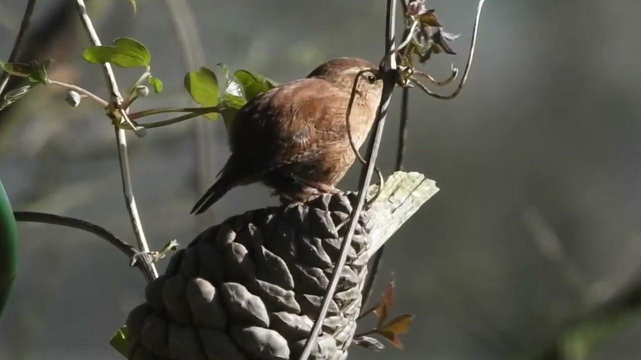 Wren 14th March   2 1