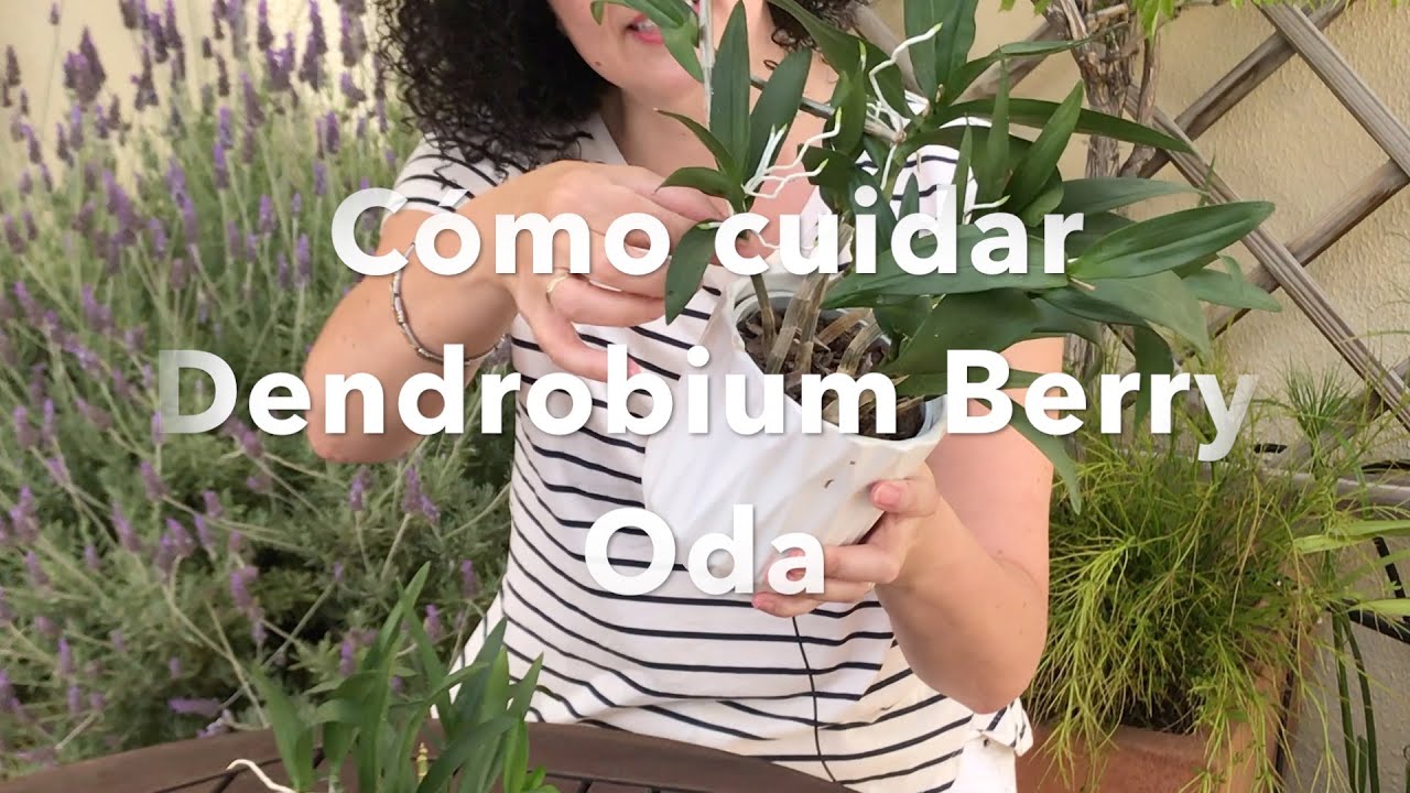 Cómo cuidar Dendrobium Berry Oda
