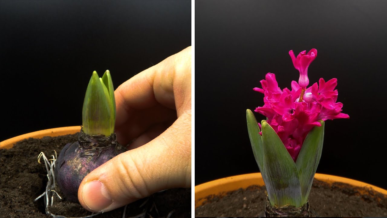 Growing Hyacinth Time Lapse