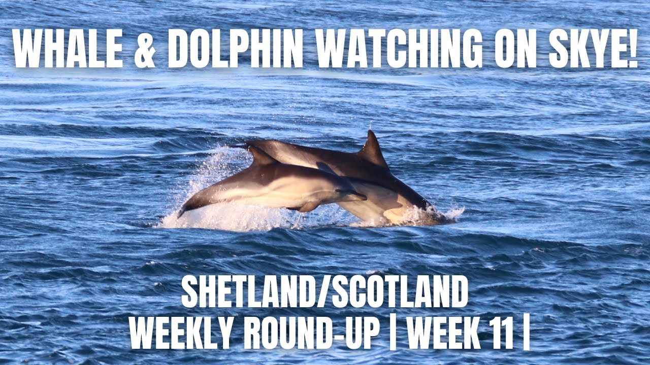 WHALE & DOLPHIN watching on SKYE! | Shetland/Scotland Weekly Round-Up | Week 11 |