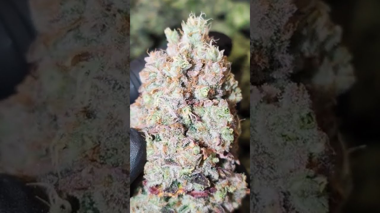 🍊 Clementine Slush by Kannabia Seed Company  #cannabiscommunity #homegrown #cannabiscontent