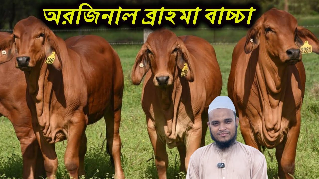অরজিনাল ব্রাহমা বাচ্চার সহ সেরা কোয়ালিটির গাভী গরুর কালেকশন দেখুন