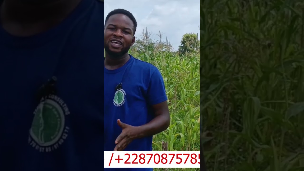 Comment fertiliser les cocotiers pour avoir de grosses noix #farming #agriculture #fruit #nature