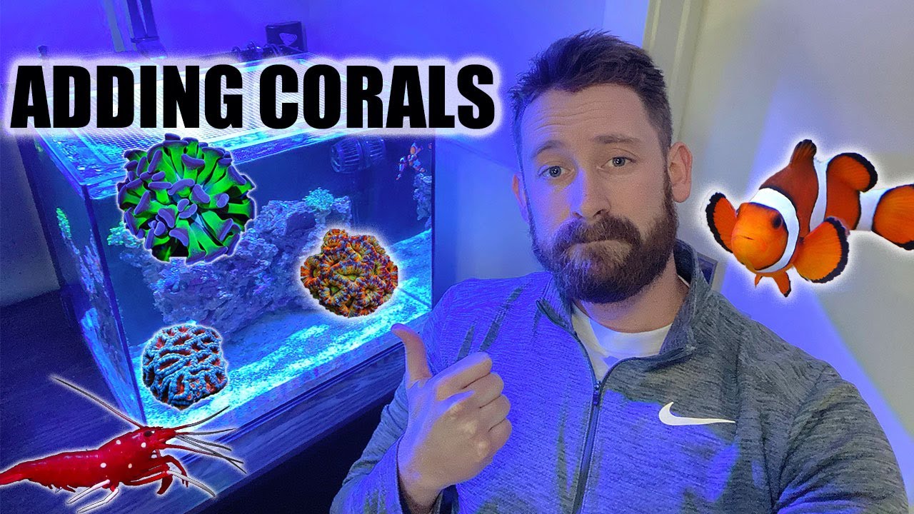 Adding Corals to the Nano Reef Aquarium | Waterbox 20 Cube