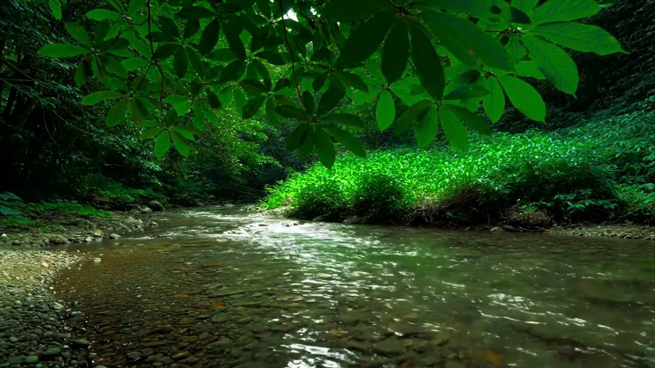 Forest Quiet 🌿 Calm Bird Songs & Gentle Stream Sounds for Deep Sleep & Focus