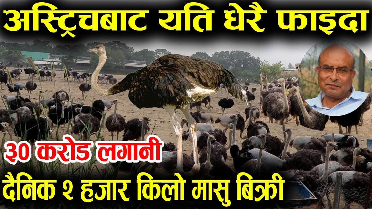अष्ट्रिच पालनमा फाईदै फाईदा, हेर्नुहोस् नेपालकै ठूलो अष्ट्रिच फार्म World's Biggest Birds