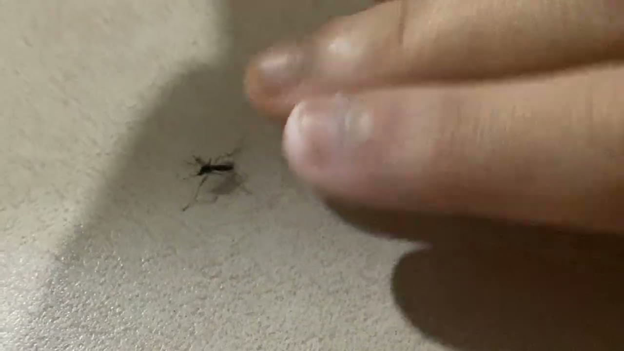 Mosquitoe has broken wings