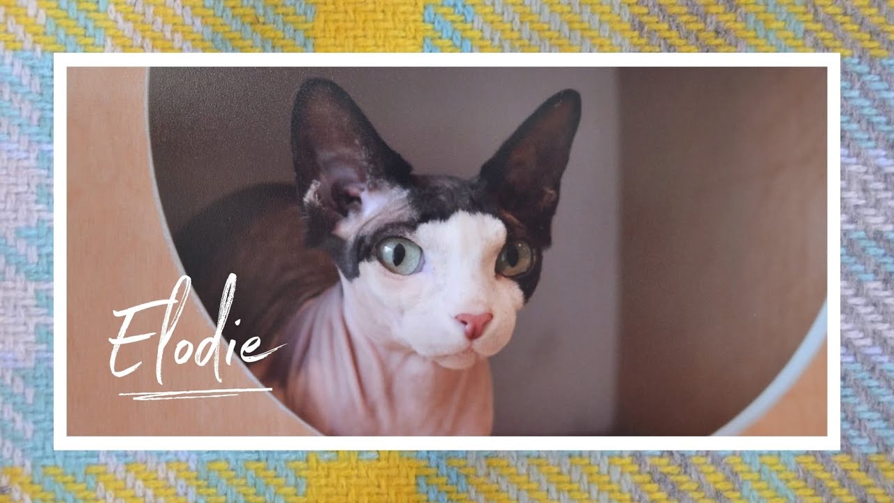 Maison De Moggy - Elodie