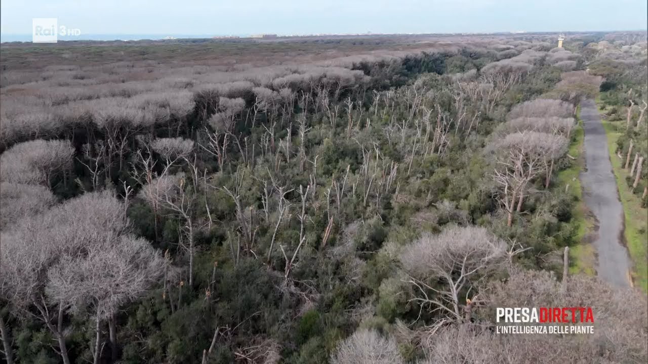 Come il riscaldamento climatico minaccia i boschi italiani - PresaDiretta 27/04/2025