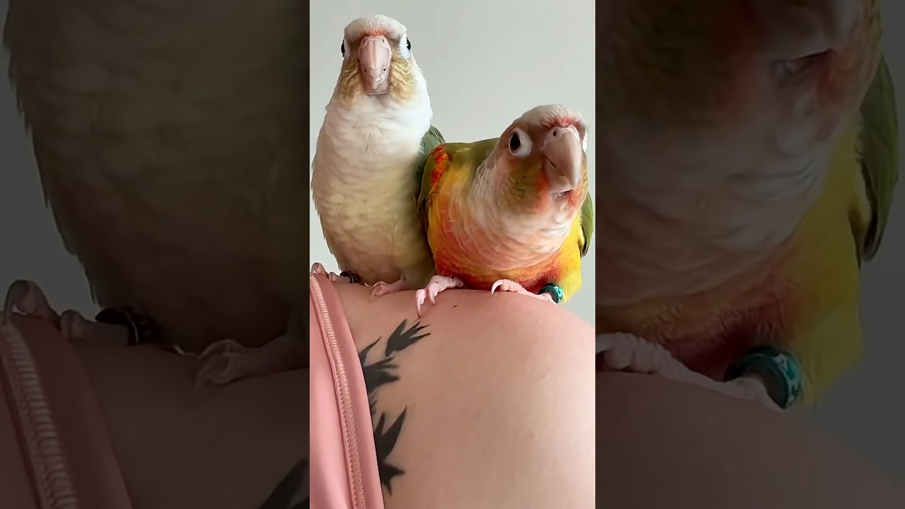 Мои пернатые друзья🫀❤️ 