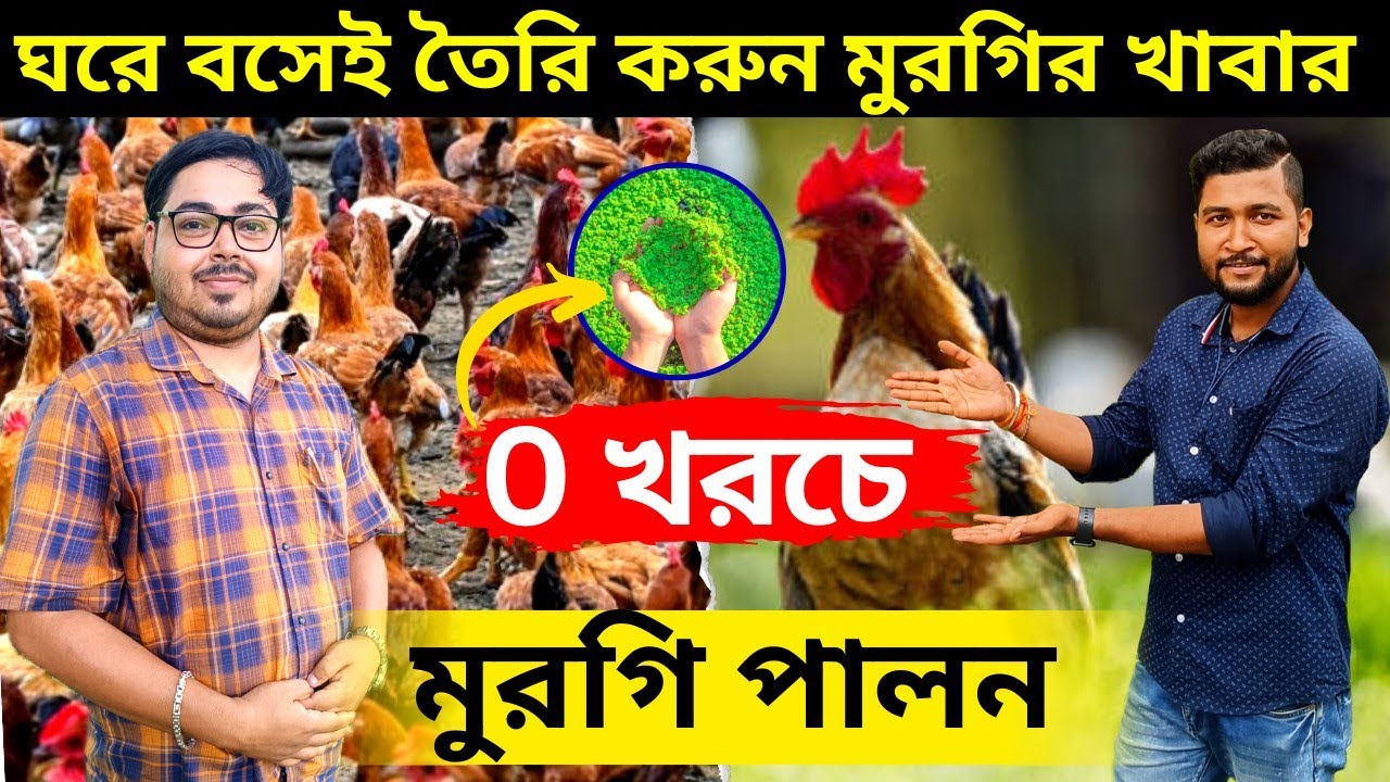 Part-1 সম্পূর্ণ 0 খরচে মুরগি পালন। এবার ঘরে বসেই তৈরি করুন সকল মুরগির পুষ্টিকর খাবার।😱