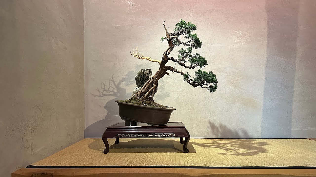 Visit 2 Peter Warren @saruyamabonsai & new trees purchased #new #newvideo #lifestyle #life #art