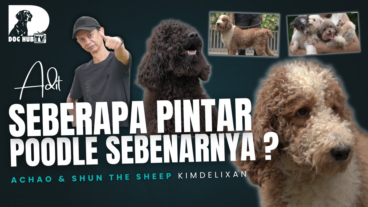 POODLE MINI, MEDIUM, STANDRAD DAN GIANT, MANA YANG COCOK UNTUK KAMU ?