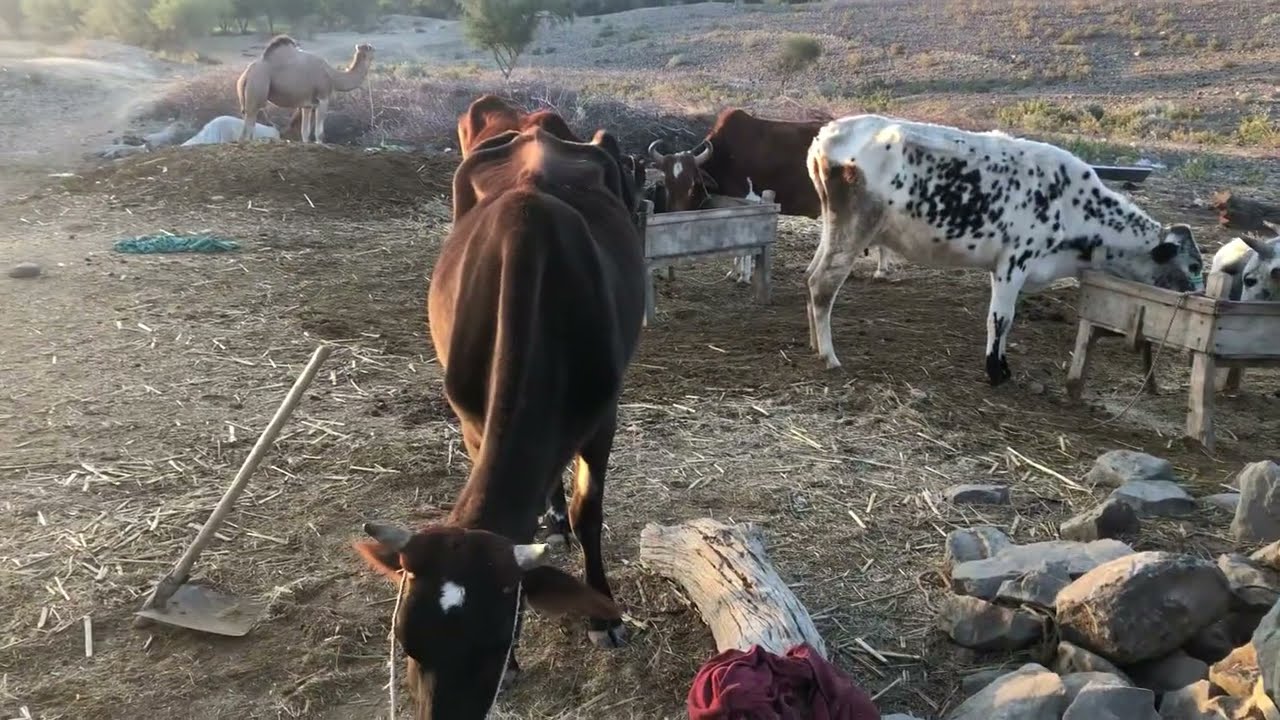 PyariGaay #CuteCow #CowVideo #AnimalShorts