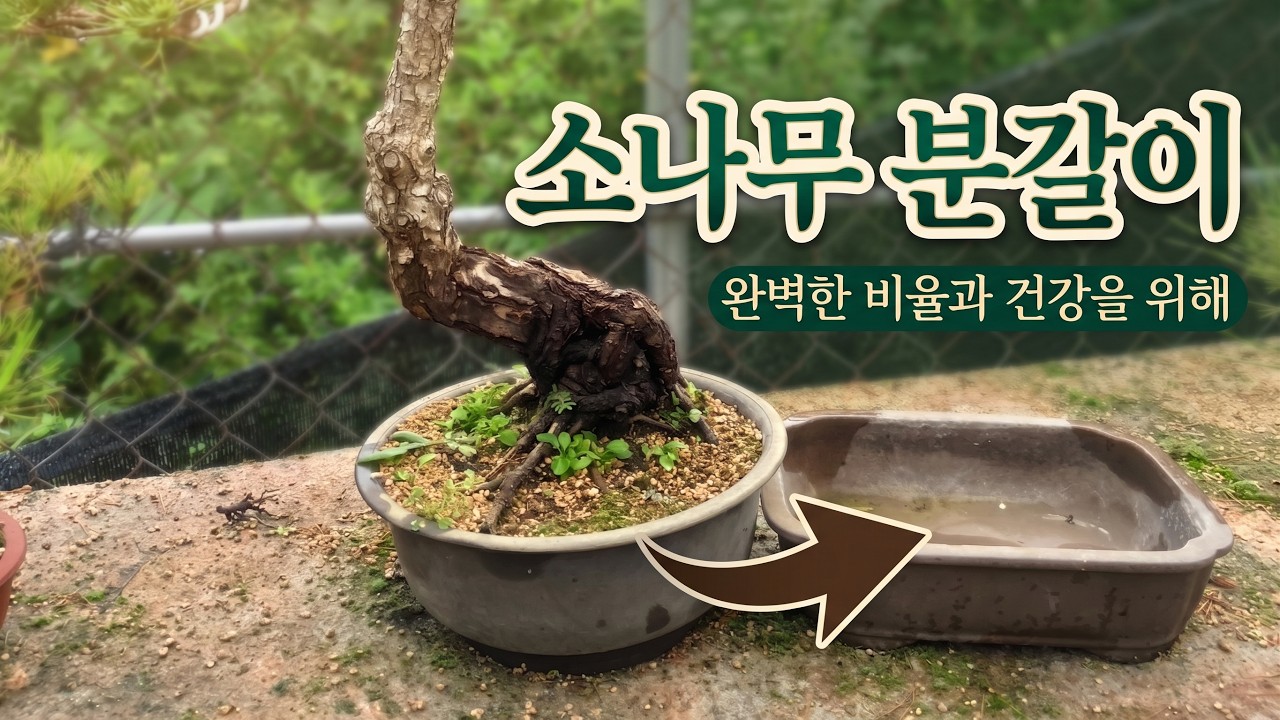[분재만들기] 