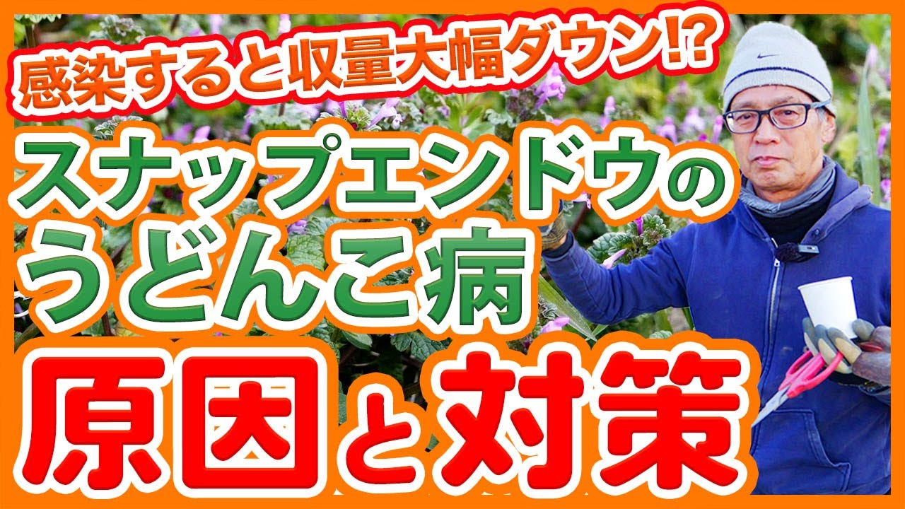 家庭菜園や農園のスナップエンドウ栽培でうどんこ病対策！春に増殖するうどんこ病の原因と対策を徹底解説！【農家直伝】