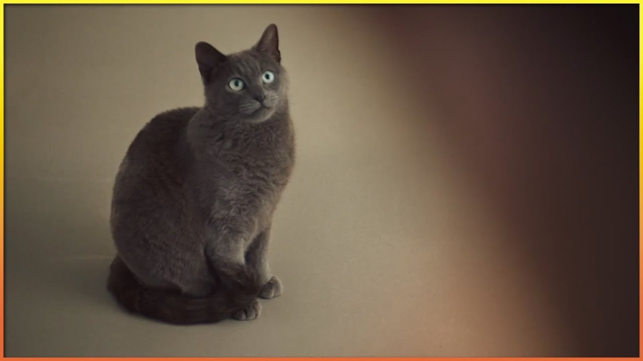 Funniest Cat Commercials 🐱 (Pt. 2)