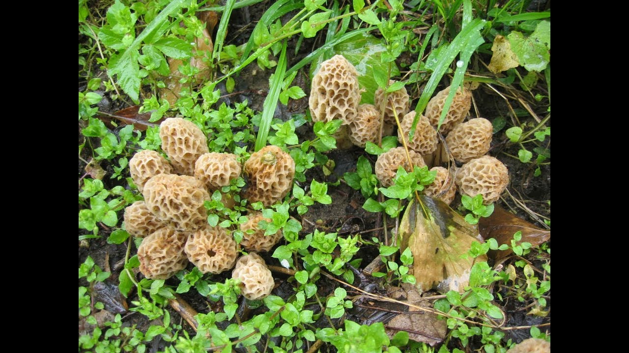 Grow Morel Mushrooms At Home ~ Modification Of Mushroom Bed ~ Part 4