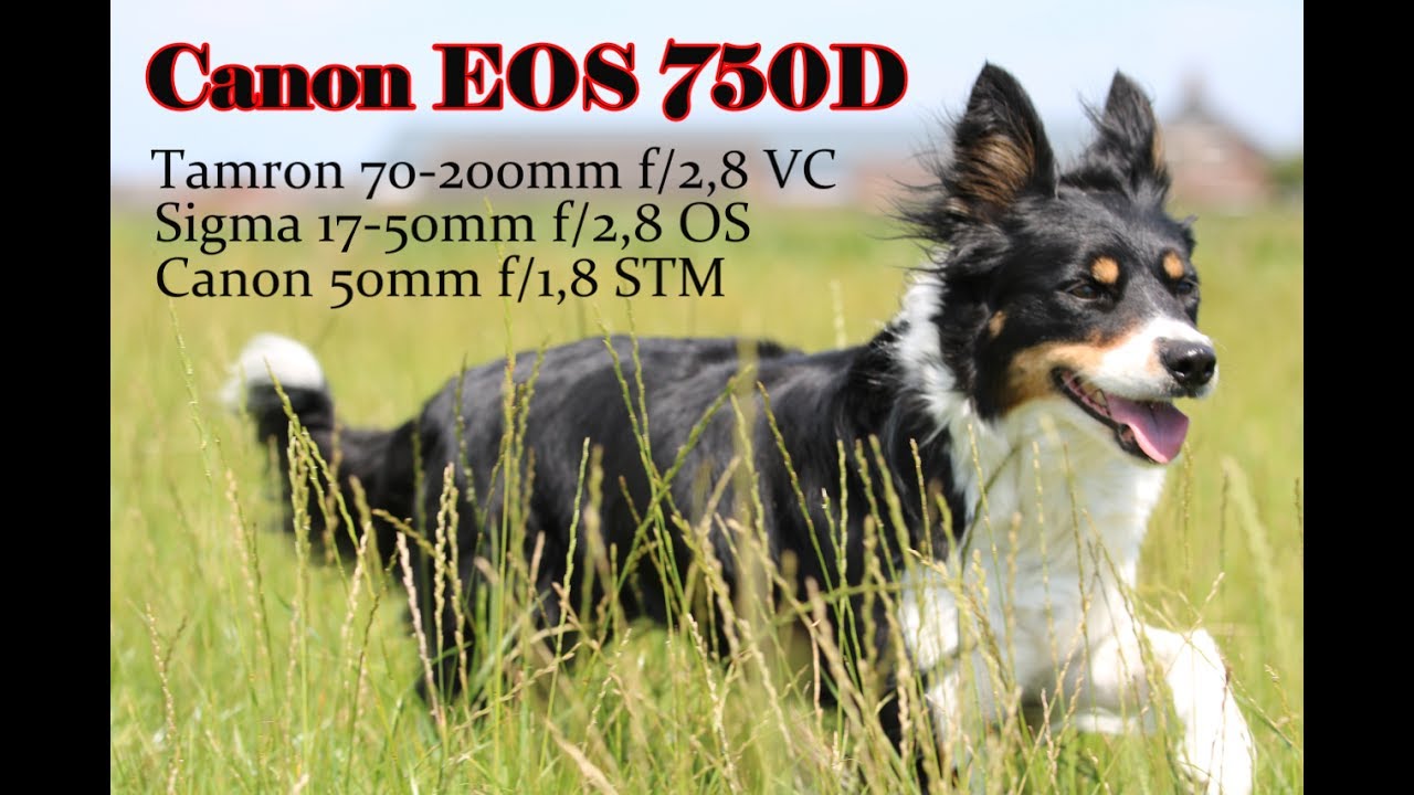 Canon EOS 750D + 50mm f/1,8 + Tamron 70-200mm f/2,8 + Sigma 17-50mm f/2,8