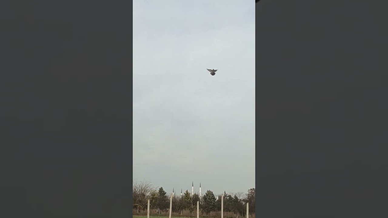 حمام لوت الجره وانواعها ومعني الجره