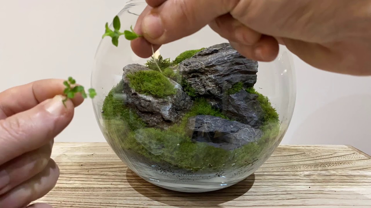 Wabi Kusa Fish Bowl - Full Build