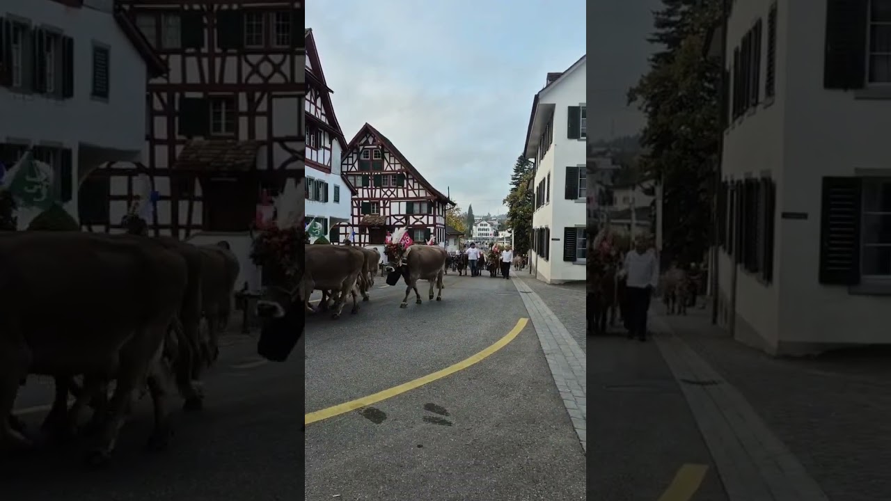 Auffuhr Viehschau Gr&uuml;ningen 2025