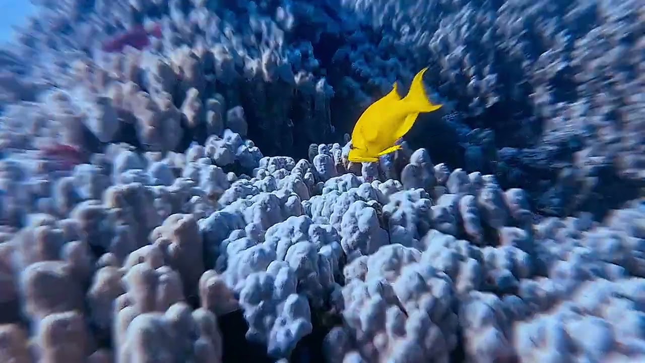 Ras Nasrani Reef, Red Sea
