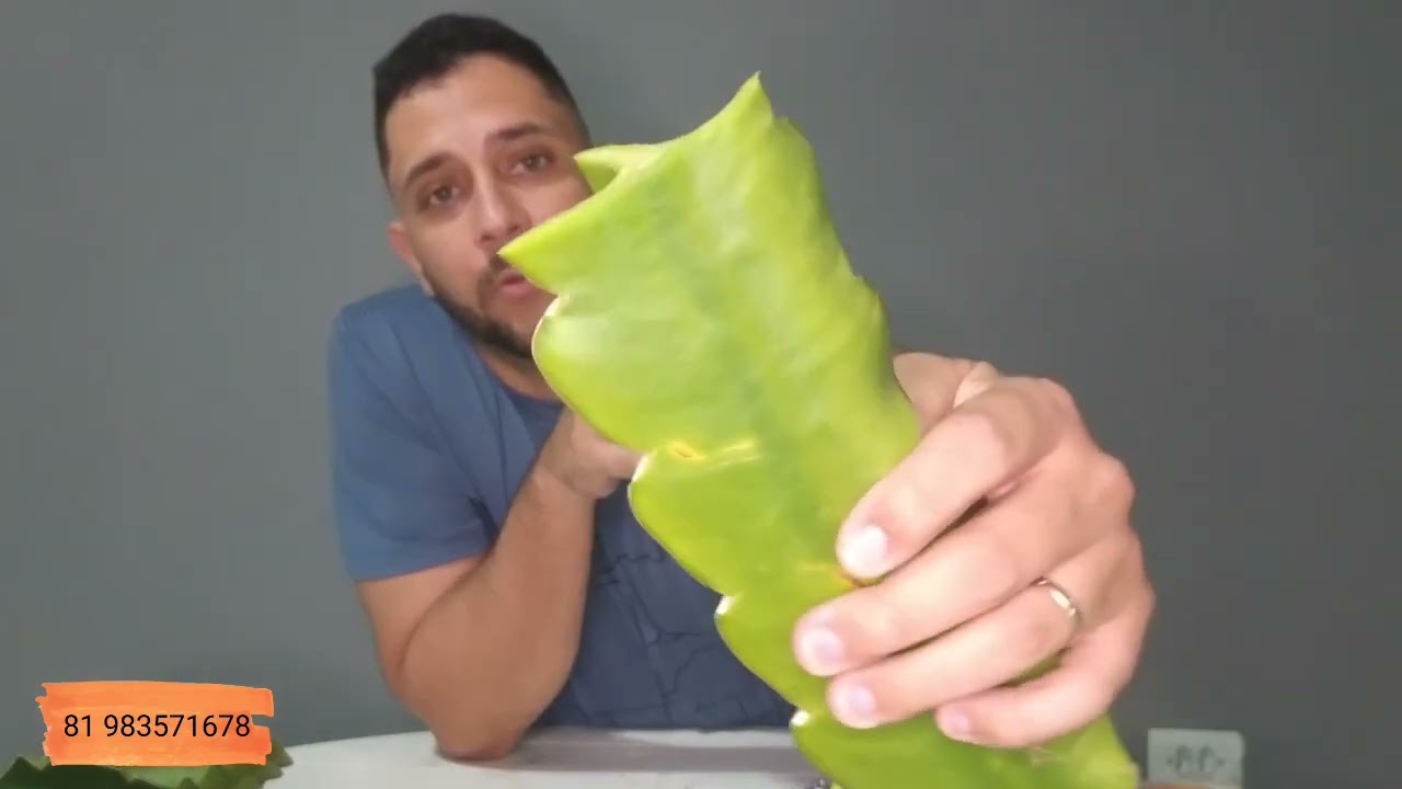 Tudo sobre o ENXERTO de broca nas Pitayas.
