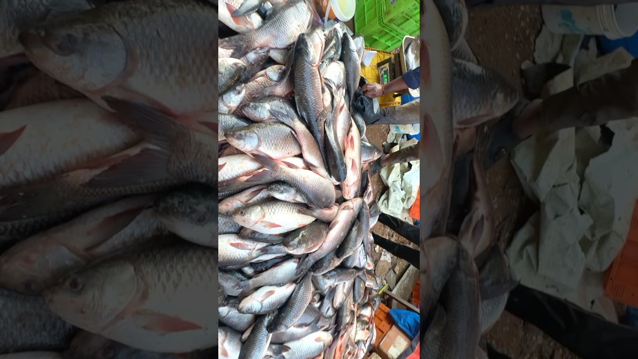 I Found Cheapest Fish Market in India 🇮🇳😱