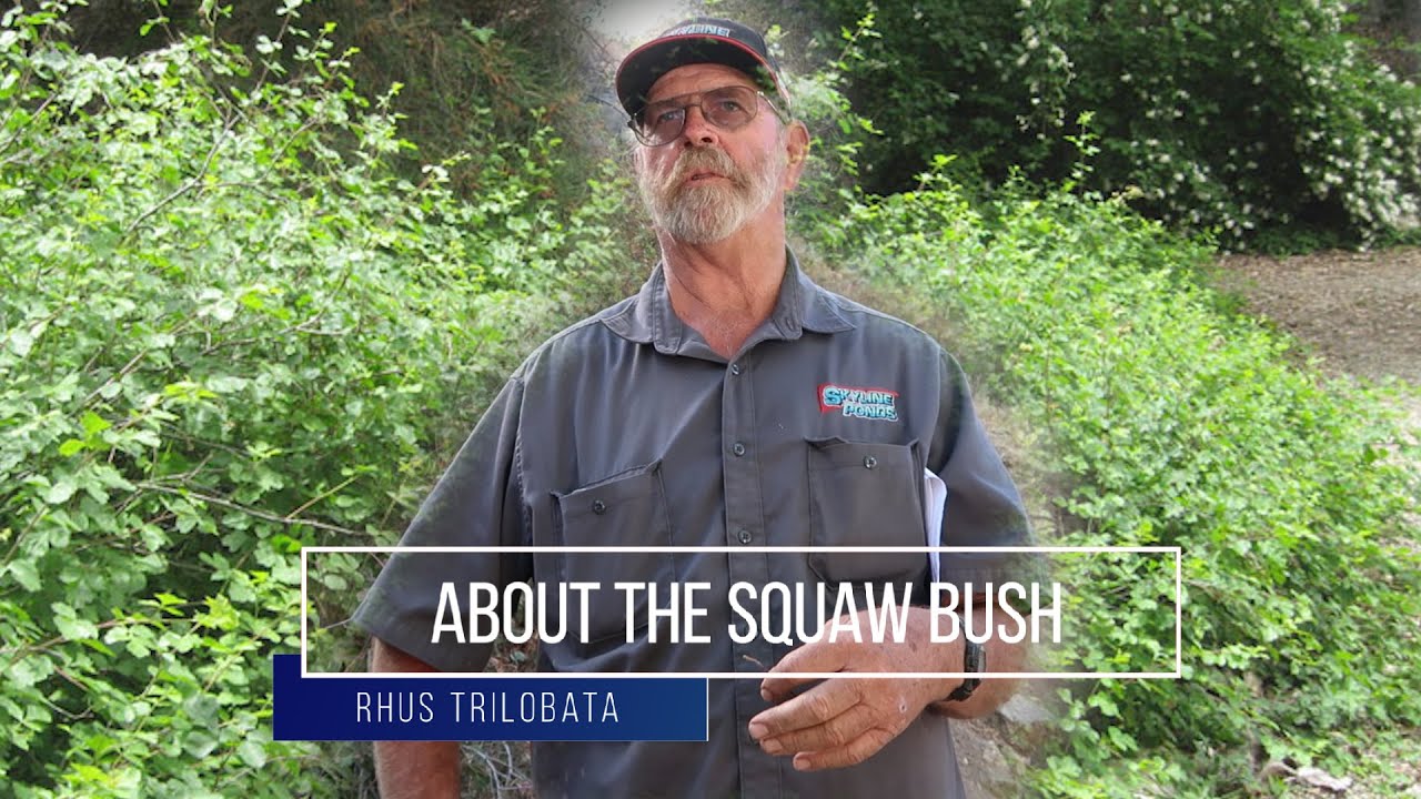 Squaw bush (Rhus trilobata)