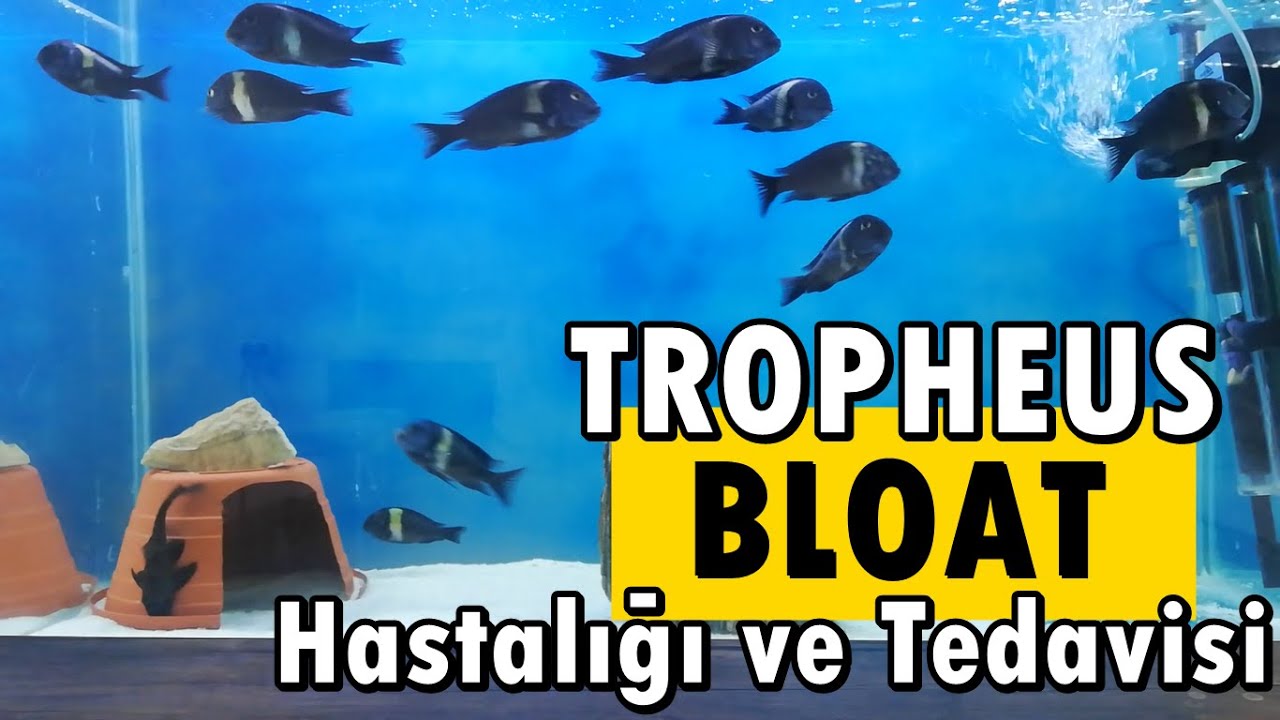 Tropheus Bloat Hastalığı &Ouml;nleme ve Tedavisi
