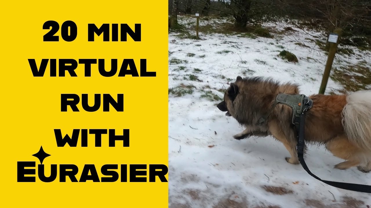 Eurasier on trails - 20 min virtual run