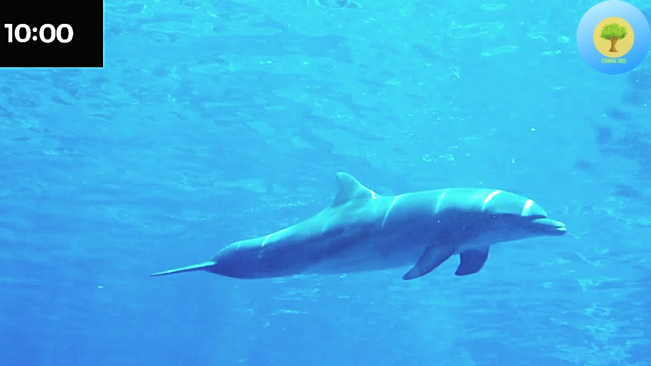 Relaxing Music Timer 10 Minutes | Countdown Timer 10 Minutes With Relaxing Music | Timer With Music