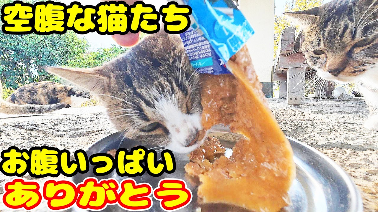 空腹な猫たち 食事中はにこねこまるけ？さくらねこたちへのエサやり【視聴だけでも猫を助けることになります】支援者様 視聴者様 猫たちに神のご加護を！野良猫の感動猫動画