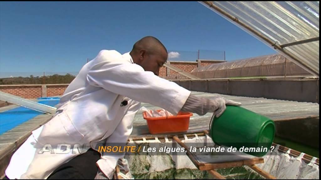 Production locale de Spiruline Antsirabe Madagascar