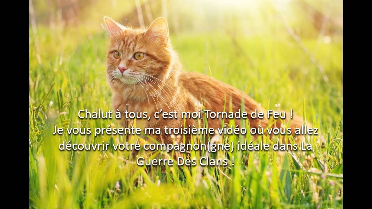 La Guerre Des Clans : Découvre ton compagnon idéal !