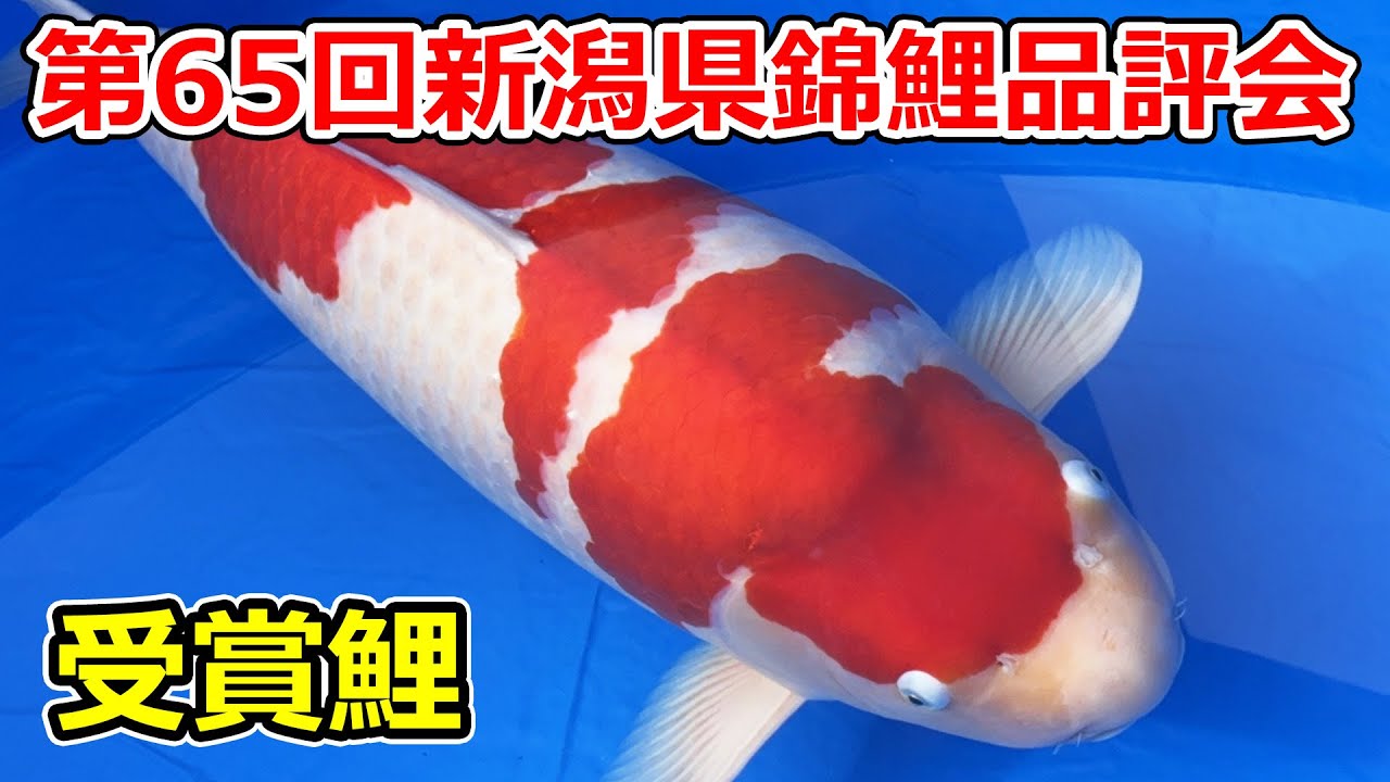 【受賞鯉】農林水産祭参加 第65回新潟県錦鯉品評会　2025年11月8.9日