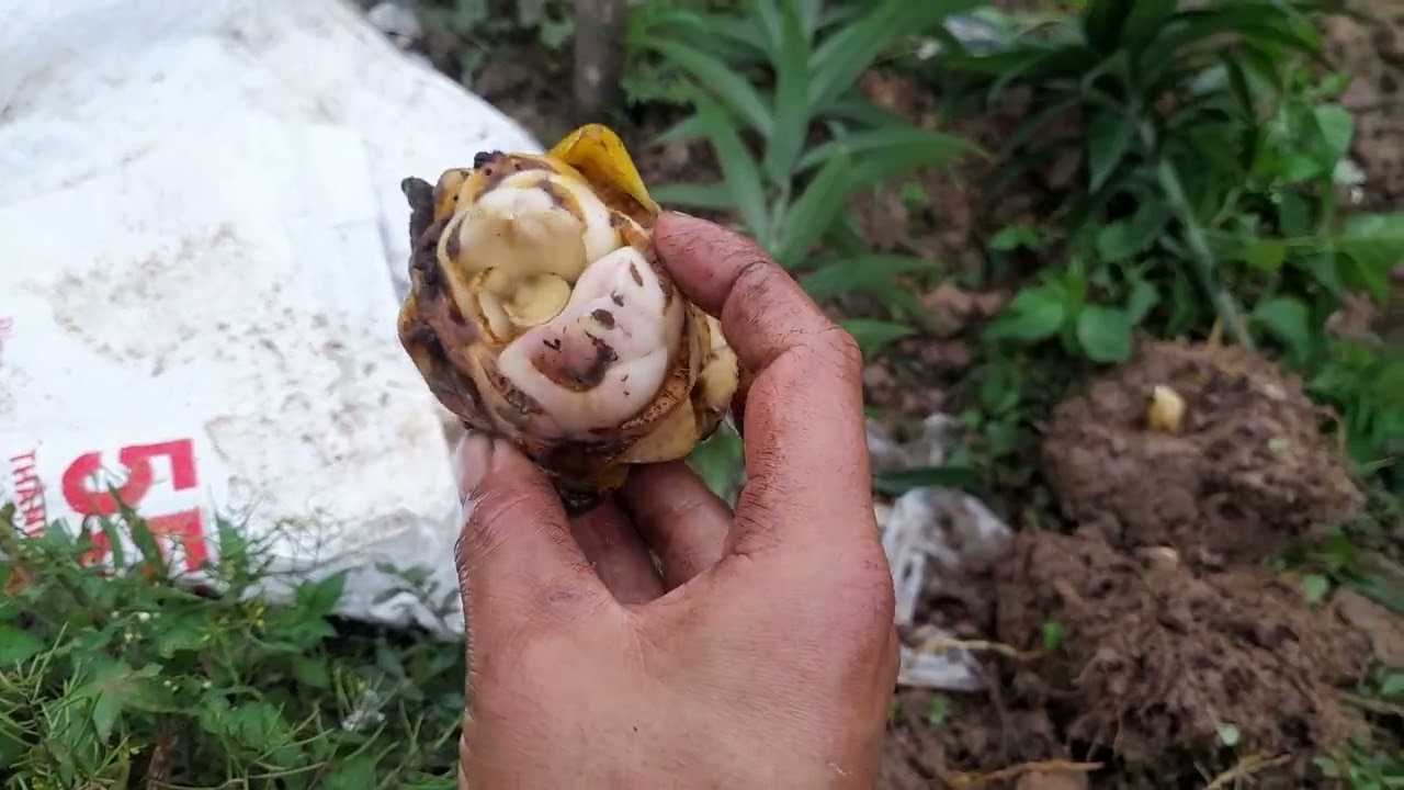 Trồng hoa ly nở quanh năm? tận dụng củ từ vụ trước và cách nhân giống hoa ly.