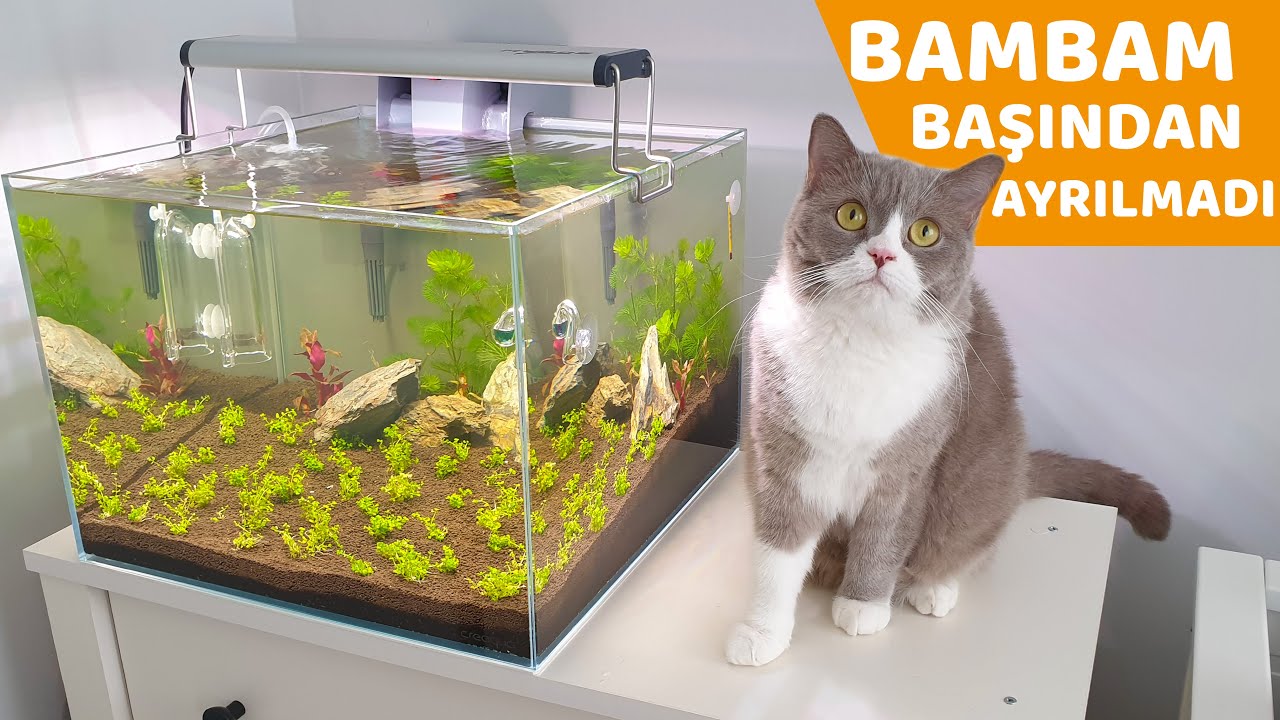 KEDİLERİMİZ İLE BİTKİLİ AKVARYUM KURUYORUZ