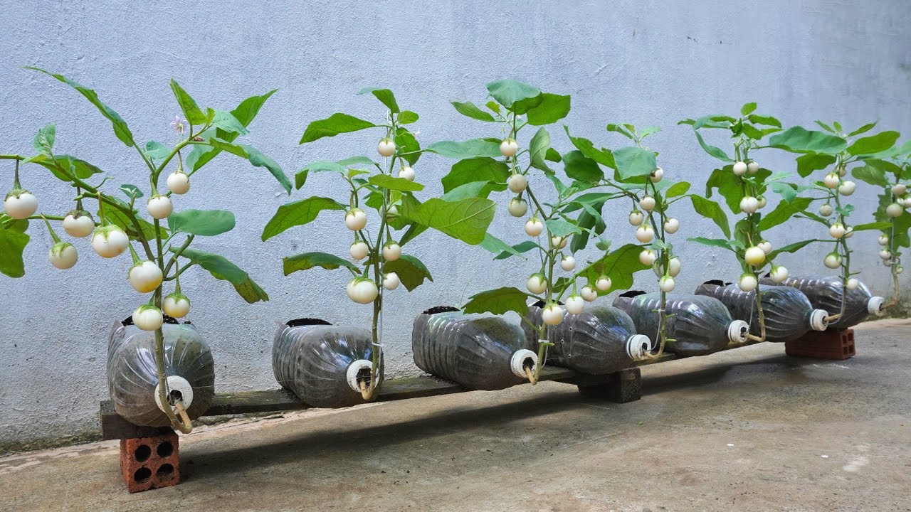 Unique method of growing eggplant in used plastic bottles, Fruits is large & crunchy