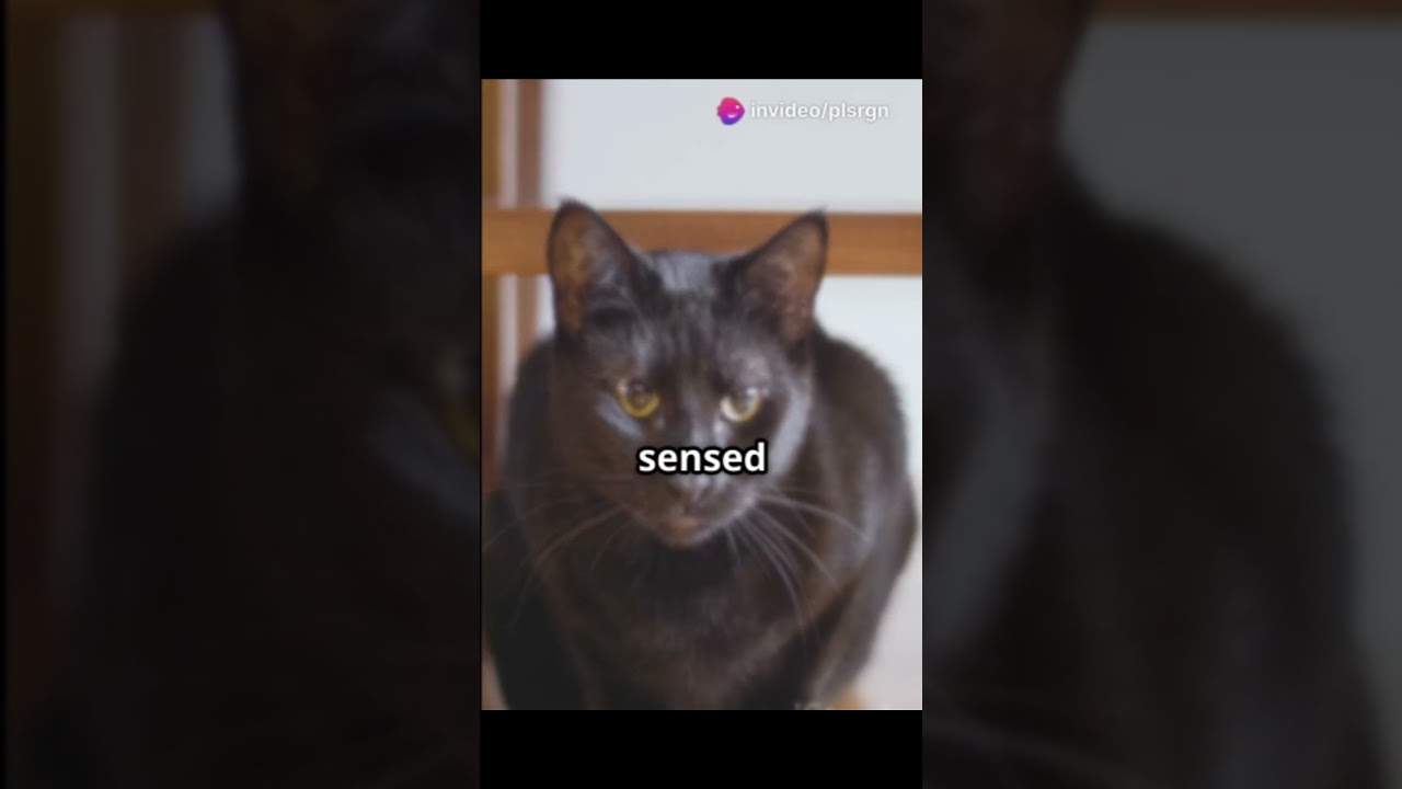 Hero Cat Saves Owner from Fire! 