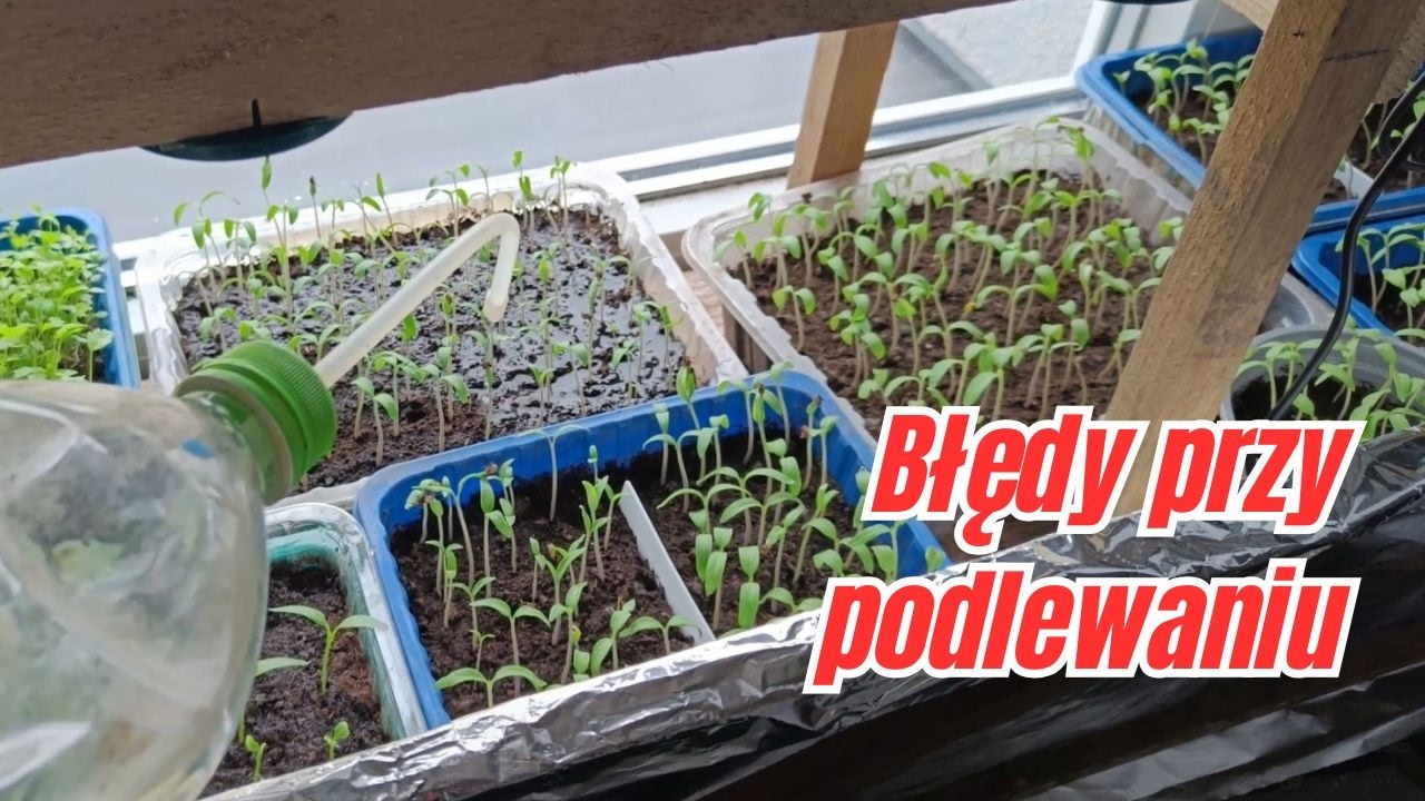 Najczęstsze błędy przy podlewaniu rozsady – przez to siewki marnieją
