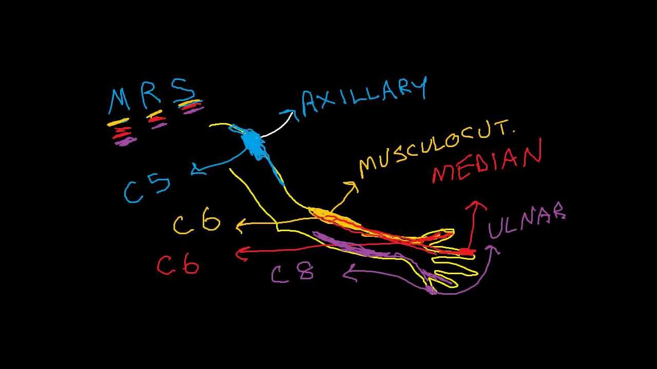 Nerve Root vs. Peripheral Nerve (1 of 2):  sensory complaints upper extremity